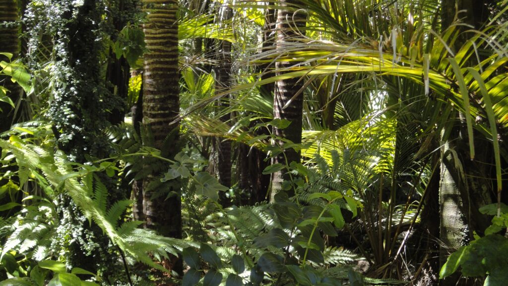 flooded rainforest barcelona. mossy trees